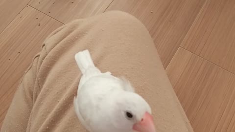 「くーは、ここにいるよ」