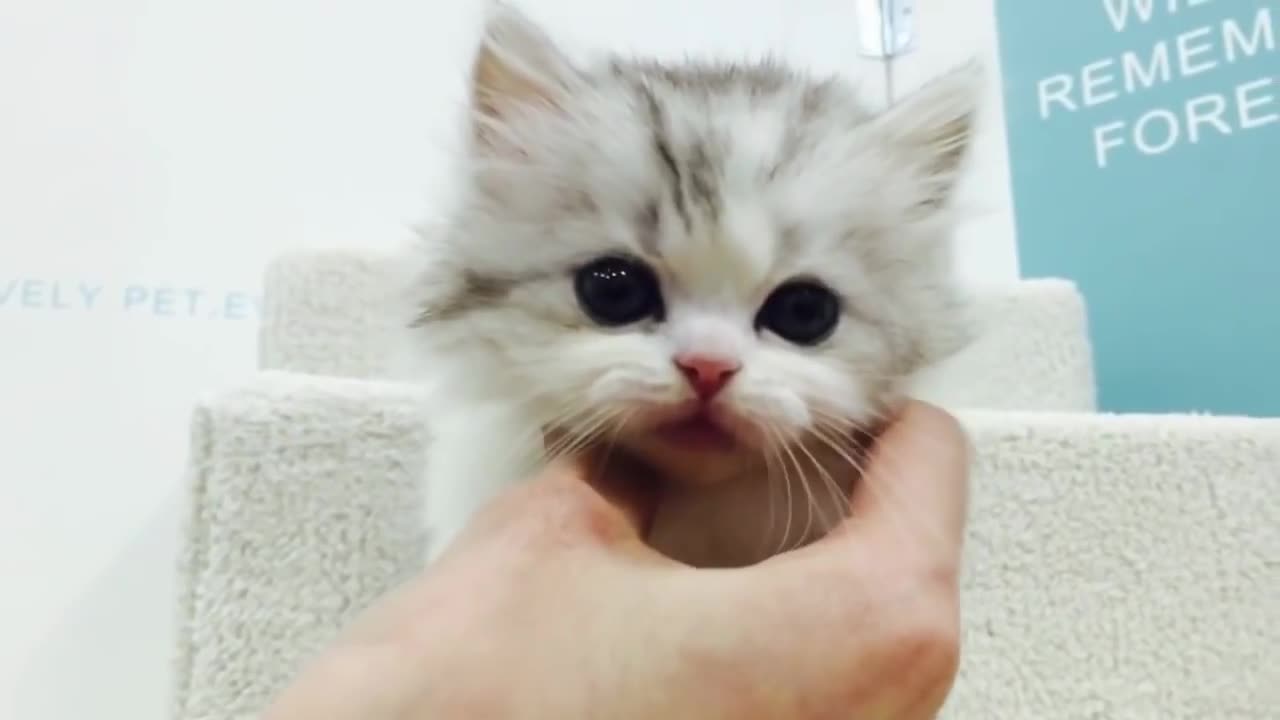 munchkin cat (short leg lovely cat