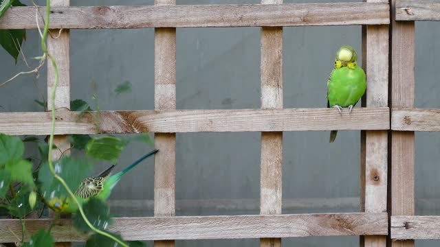 Funny birds