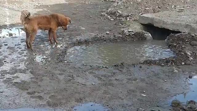 ÉL SOLO QUERÍA UN BAÑO:(