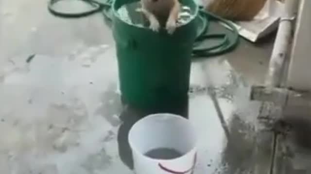 Dog using a bucket to cool off/ Brazil - Cachorro usando balde para se refrescar/ Brasil