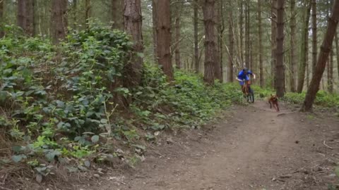 Wow! A beautiful trail dog 🐕‍🦺 🚵‍♂️ run