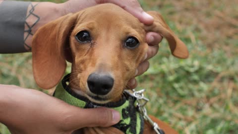 Dachshund dog while hands caress it