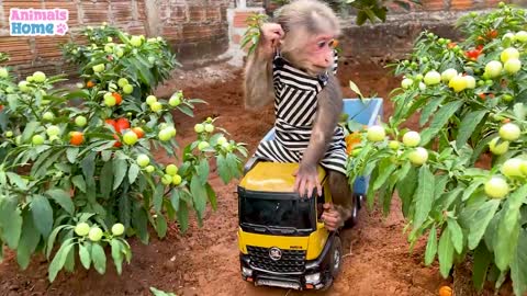 Smart BiBi harvests fruits to make fruit yogurt for Ody