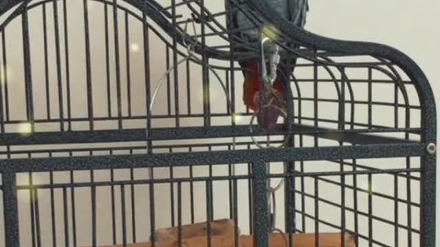 the parrot is talking to the owner