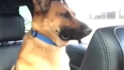 Dog listening child voice 馃ぉ