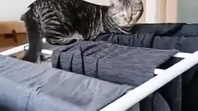 Funny cat drama video.