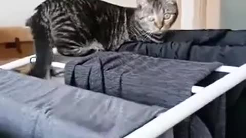 Funny cat drama video.