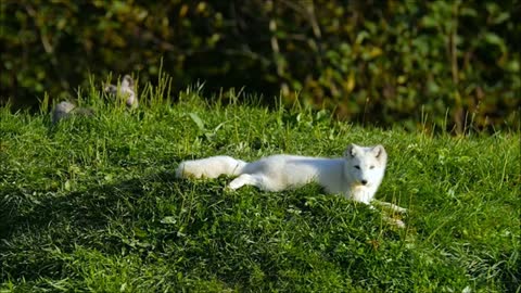 Quick Brown Fox - Animal Video