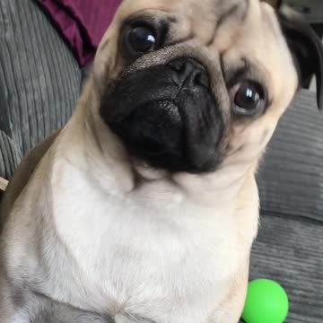 Pug gets excited over talk of food