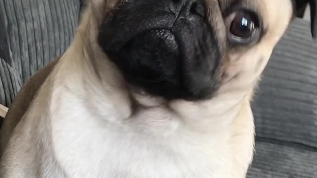 Pug gets excited over talk of food