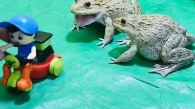 unique frog sound