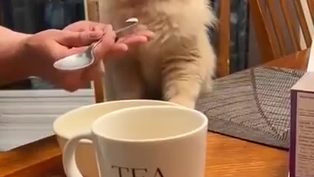 Cat gets brain freeze