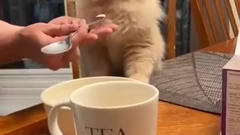 Cat gets brain freeze