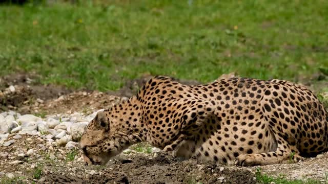 A cat close to a thirsty leopard drinking water