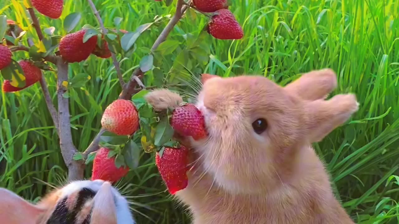 Rabbit eating strawberry fruit