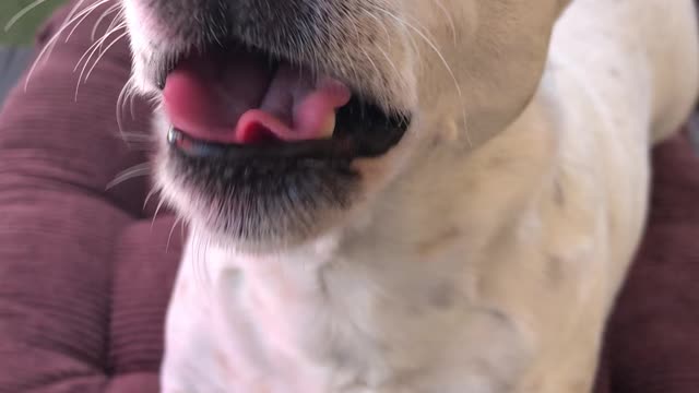 Lucky likes to talk for his life