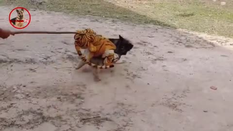 Collect fake Lion and Fake Tiger Prank To dog