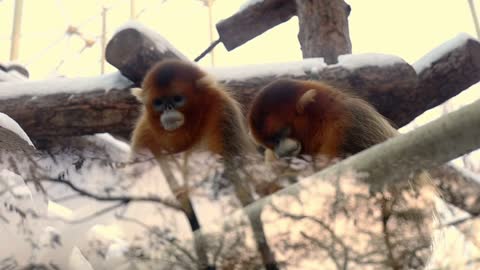 Zoo Animal Nature-Cute zoo animal Wildlife Funny