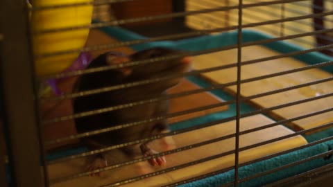 Rats in a cage doing their thing