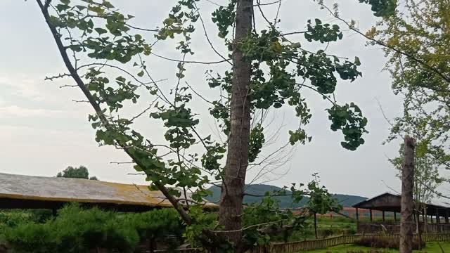 The fruit of this tree can be used as traditional Chinese medicine