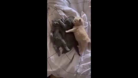 😂 Funniest Cats and Dogs Videos 😺🐶 || 🥰😹 Hilarious Animal Compilation