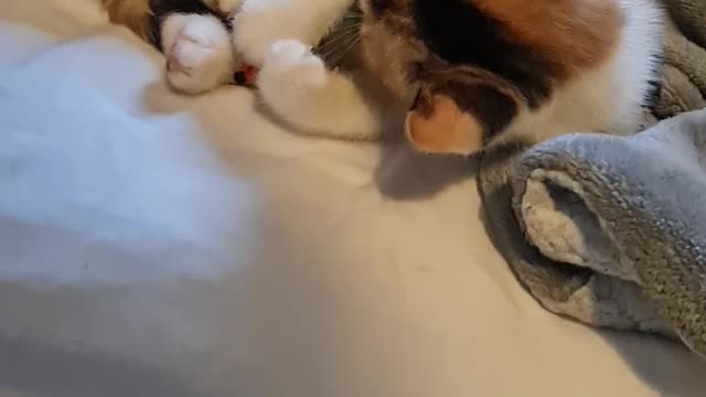 Nirvana the cat plays with mouse in bed