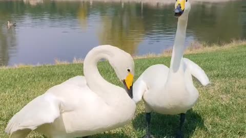 Two big white geese