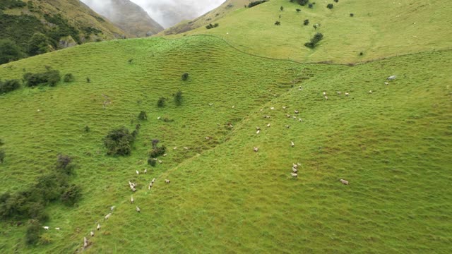 Cows on the Mountains