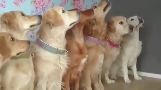 A competition between a group of golden retrievers.