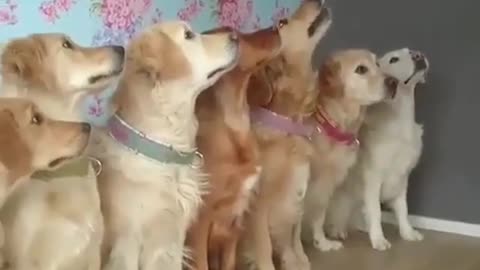 A competition between a group of golden retrievers.