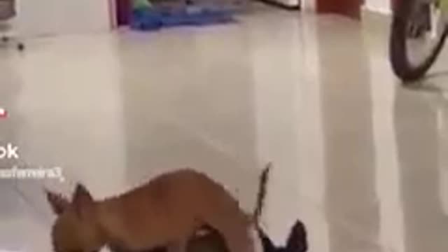 FUNNY FUNNY DOGS