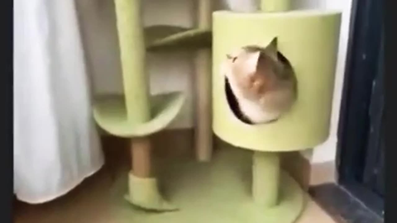 Funny cats moments 🤣