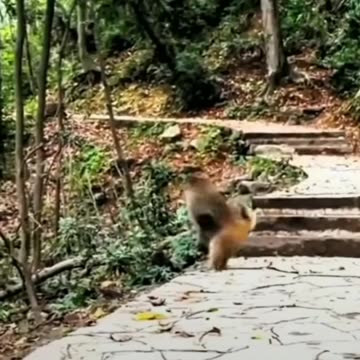 Funny monkey going back