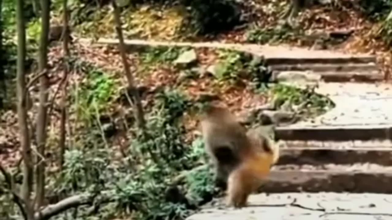 Funny monkey going back