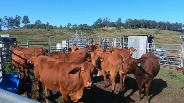 66 - Droughtmaster "Doser" Bull Calf gets loaded and leaves for New Home 25. 09