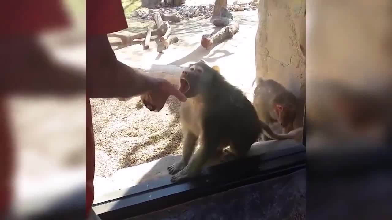 Funny Playing Pets Indoor and Outdoor