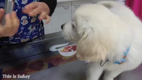 Puppy's First Visit to the Vet. Golden Retriever Puppy The First Time At Doctor