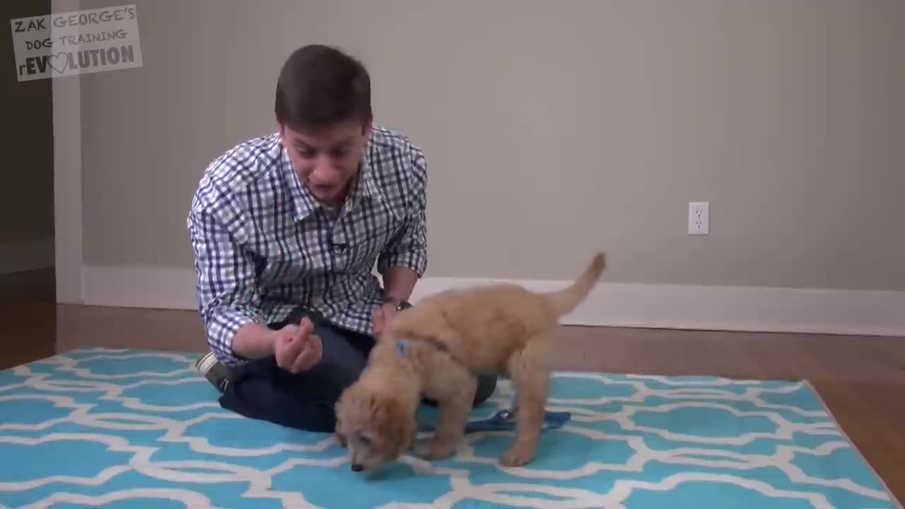 3 Easy Things to Teach your NEW PUPPY!