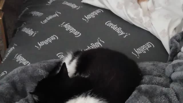 Oreo&Twinkie 2022