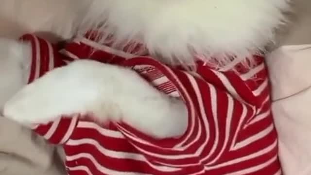 Cute cat video 😍😂