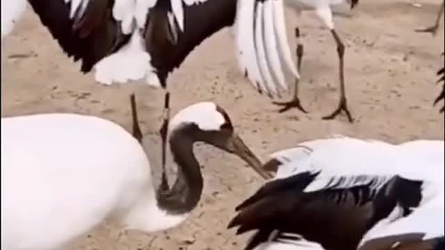 Dreaded lurking bird