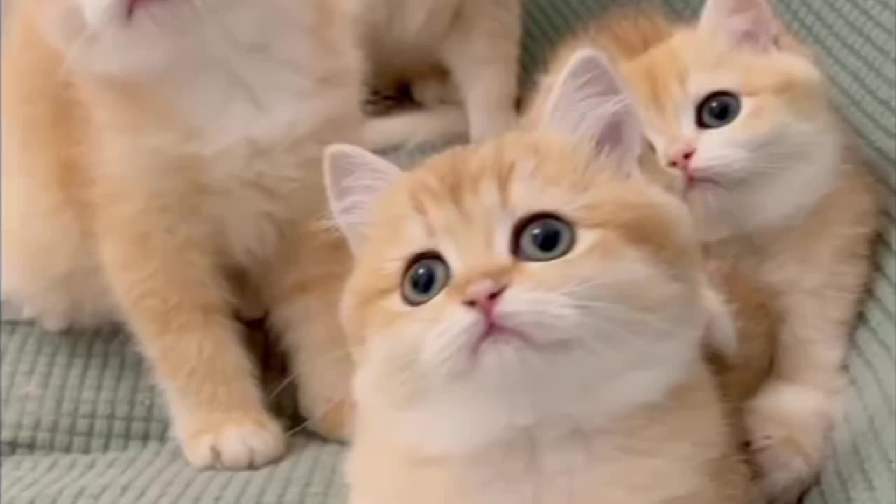 Cute cats dancing 😍😍