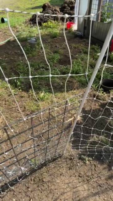 New Home For Our Roosters