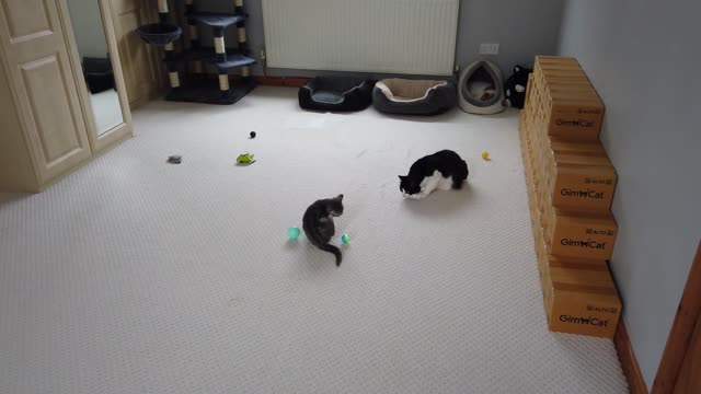 Kitten Vs Older Cat 4K