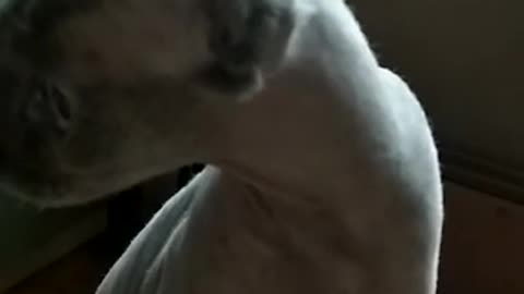 The cat is asking for food. Sphynx cat