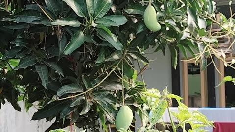 Mango harvest today