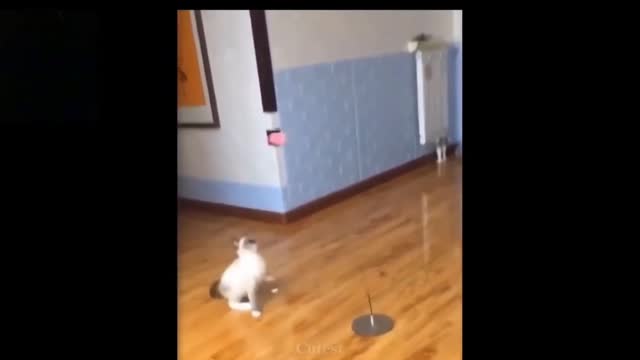 Funny Training Of Cats😂😂