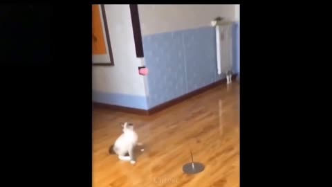 Funny Training Of Cats😂😂