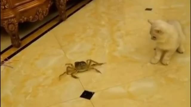 A cat dances with a crab.